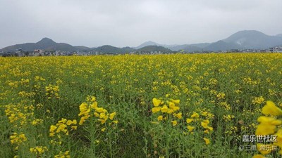 看到一片油菜花