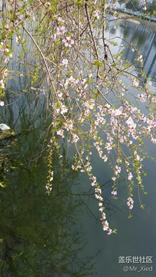 无意苦争春，一任群芳妒！