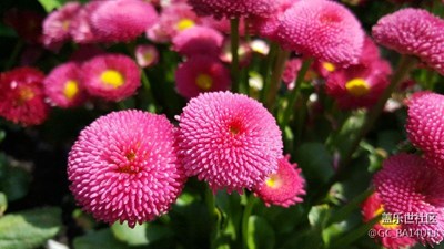 杭州随处可见的春天