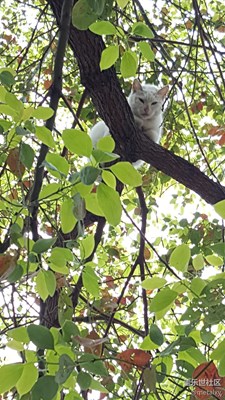 猫爬树
