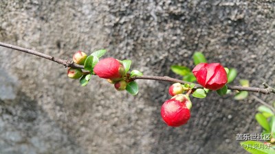 春天的风吹的花香正浓