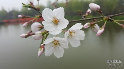 樱花烂漫的季节-S6