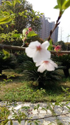 春游
