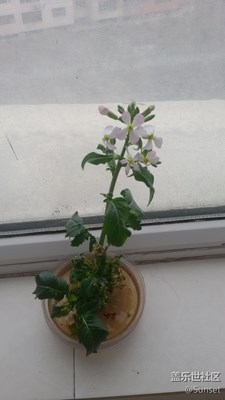 萝卜花~