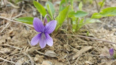 随手记录《野花》