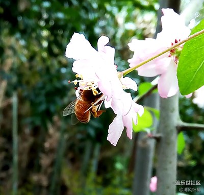 蜜蜂与垂丝海棠