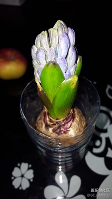 好一朵花