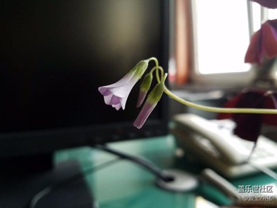 s7随拍春的花儿