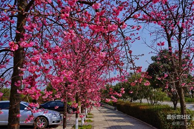 城市樱花