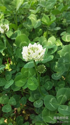 春日娇花