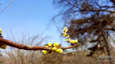 花儿都已开 玉渊潭