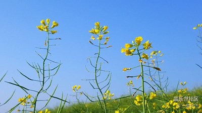 油菜花