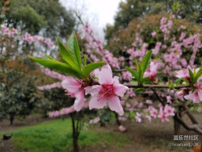 春天来了，好像也只能拍花