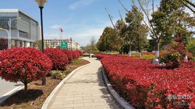 红叶