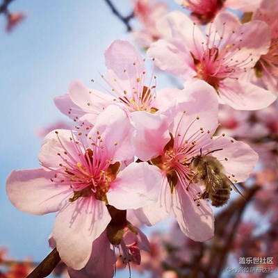 桃花朵朵开