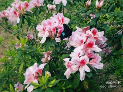 莲花山公园山的花儿