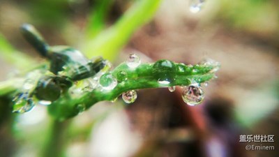 雨随春雷珠随雨