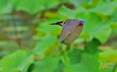 尼康70-300镜头下的鸟