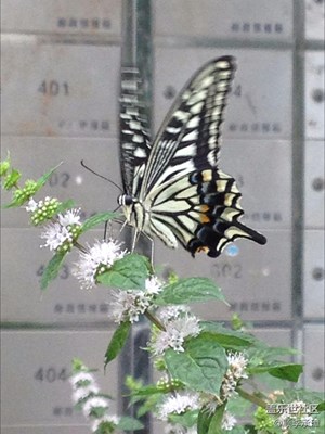 你若盛开，蝴蝶自来。