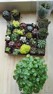 把春天搬回家