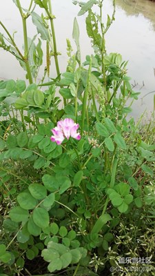 紫花
