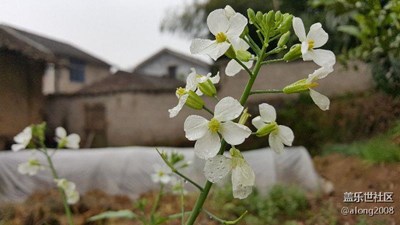 note5随拍萝卜花