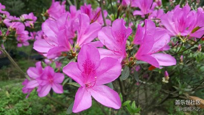 花之语--紫杜鹃