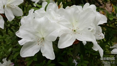 花之语--白杜鹃