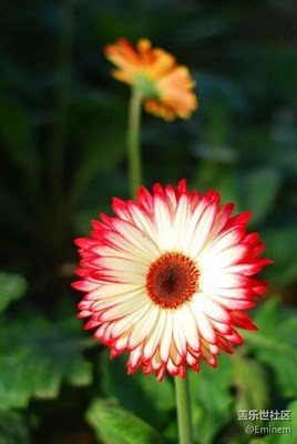 【奇花异草】