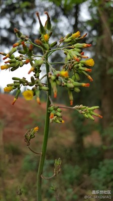 小花