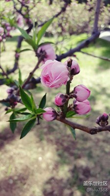 爱上桃花