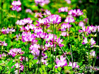 野花为谁开，争芳斗艳