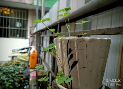 随手了几张照片