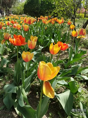 芳菲四月花开季