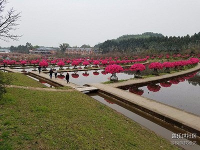 花舞人间