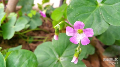 花盘里的野花