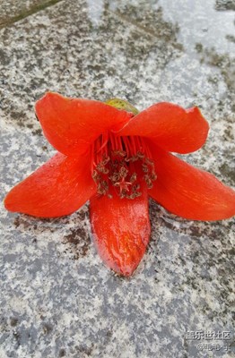 风雨摧残后的木棉花