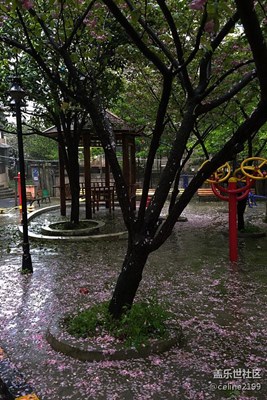 夜来风雨声，花落知多少。