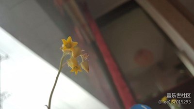 开花了