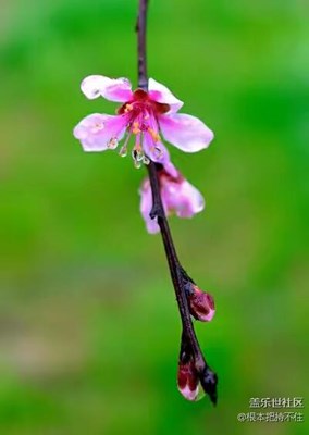 春暖花开——【花儿朵朵，纪念我的D800。】