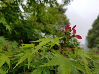 万绿丛中一点红