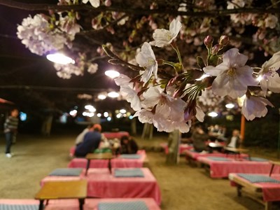 京都夜樱