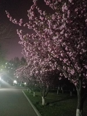 夜之樱花