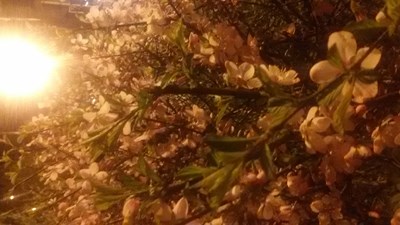 终于有点春天的味道了！