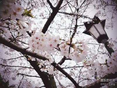 【春妆】+南京+樱花