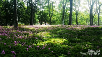 花之期，谁之约