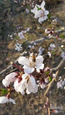 桃花运来了