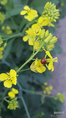 油菜花中的昆虫
