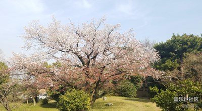 带着小七游京都（一）