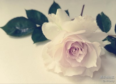 【春妆】+上海+大天使加百列初花